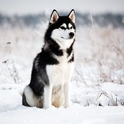 Влад Артемьев