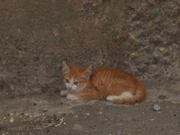 Наталья Миронова