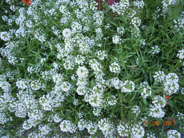 Изалия Усынина