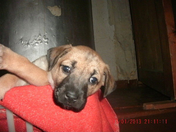 Алексей Ершов