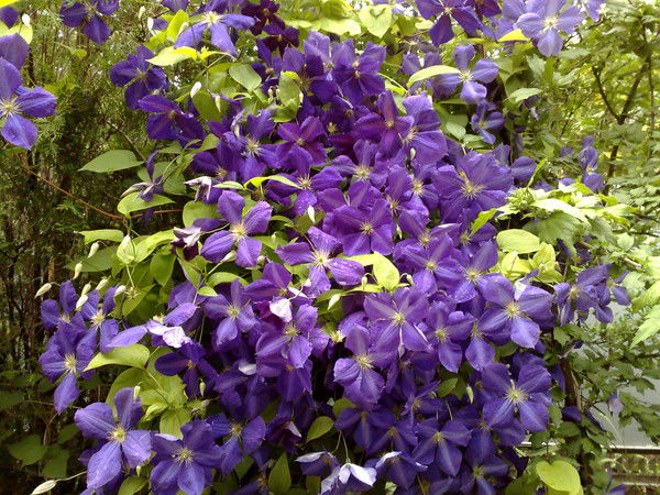 Кирилл Чендев