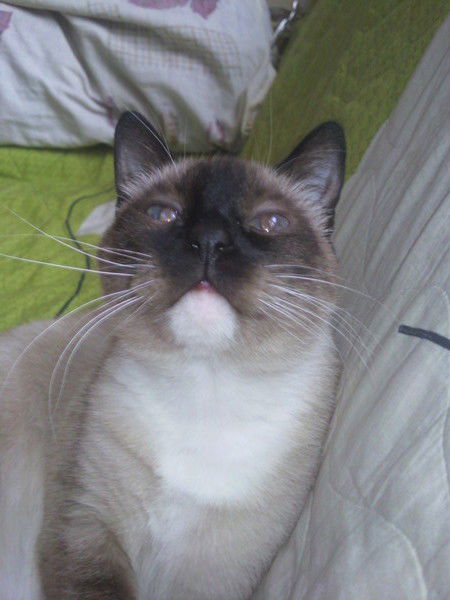 Виктор Хирург