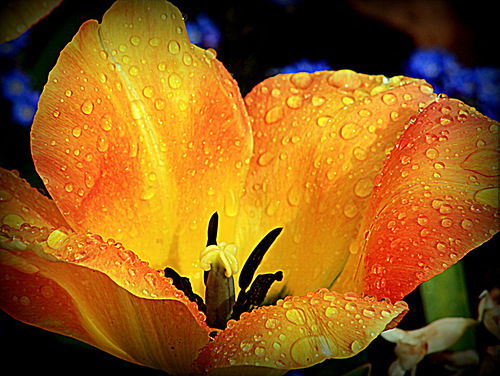 Елена Лиганова