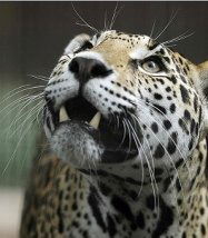 Салтанат Рахимжанова