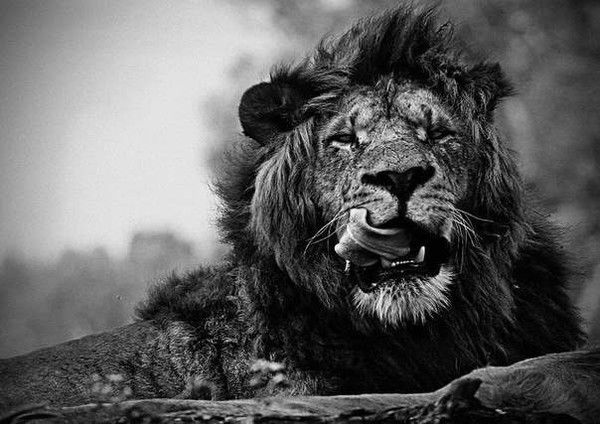 Андрей Смирнов