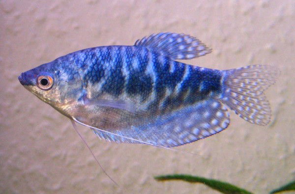 Кирилл Герман