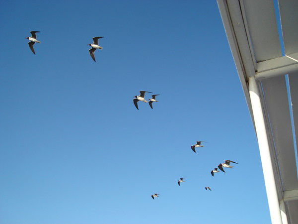 Юля Пушкова