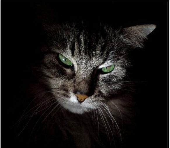 Владимир Николаев