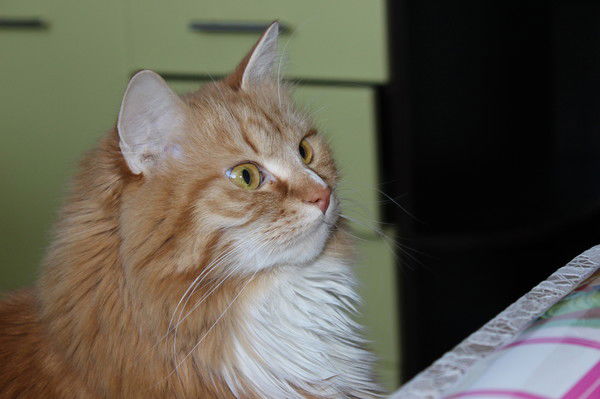 Катя Казнина