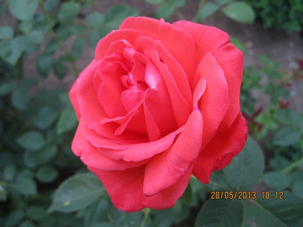 Светлана Лозик