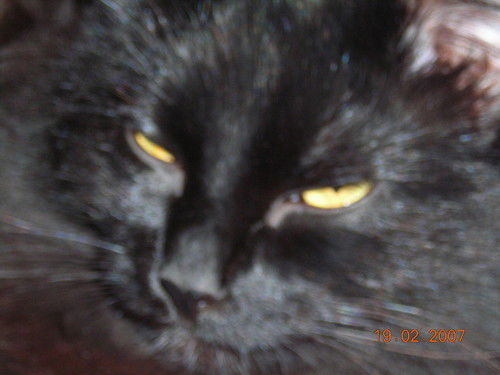 Анюта Бурлаченко