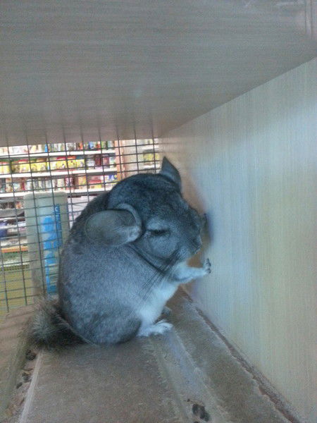 Ольга Николаевна