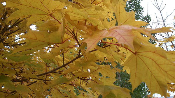 Сергей Хазов