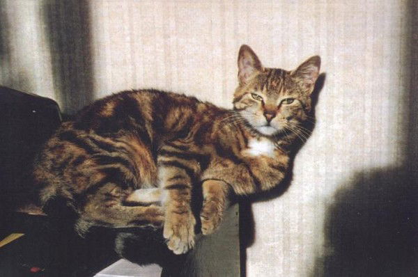 Алия Ильясова