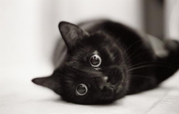 Ирина Сорокина