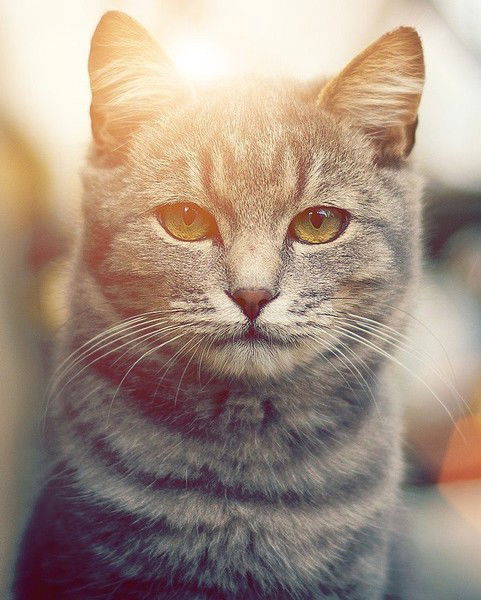 Шон '_' Безкуров