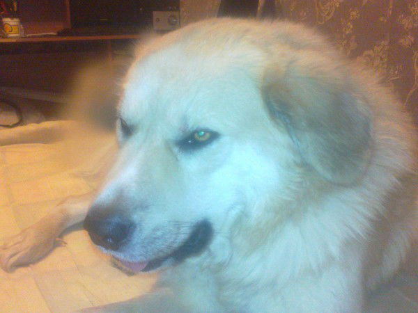 Григорий Филиппов