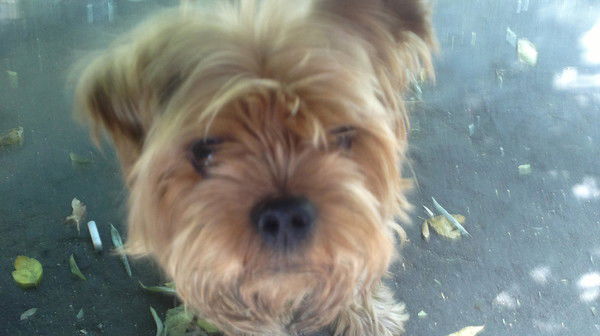 Миша Гм Миша