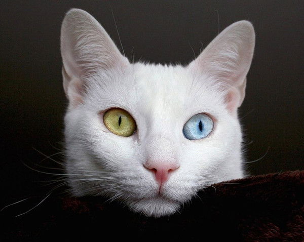 Ольга Грачева