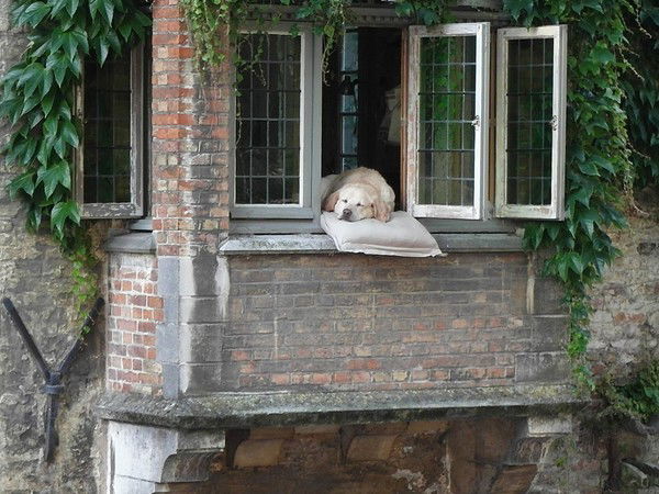 Дима Пчелинцев