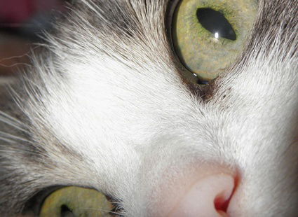 Елена Канатчикова