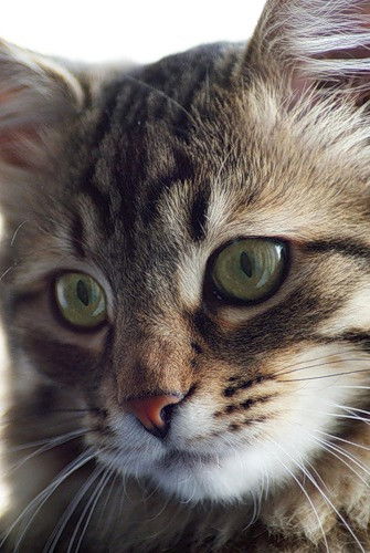 Соня Ганкина