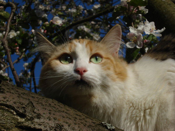 Ольга Кубарева