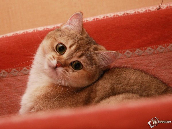 Никита Шемелёв