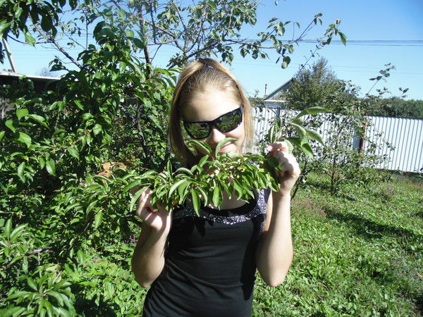 Маргарита (Жемчужина)