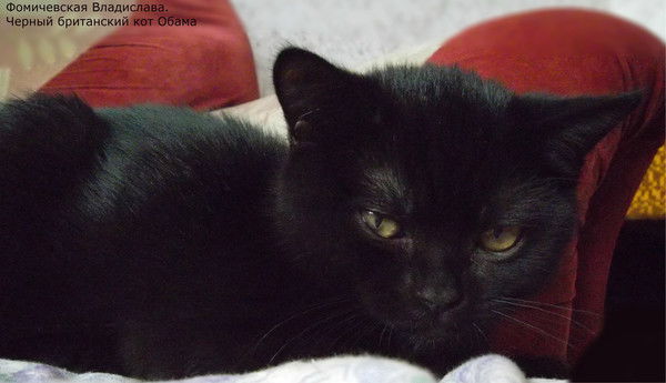 Владислава Великолепная