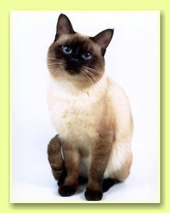 Елена Спицина