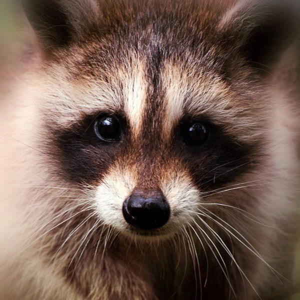 Максим Милованов