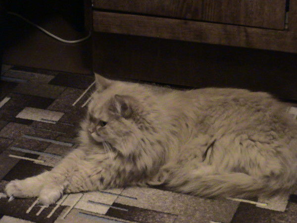 Елена Лобанова