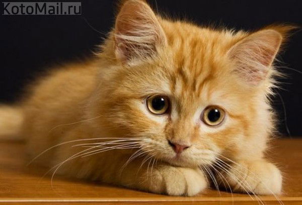 Маркин Виталий