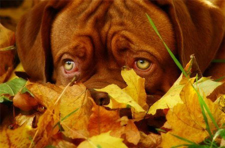 Таисия Скворцова