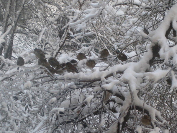 Марина Грибова