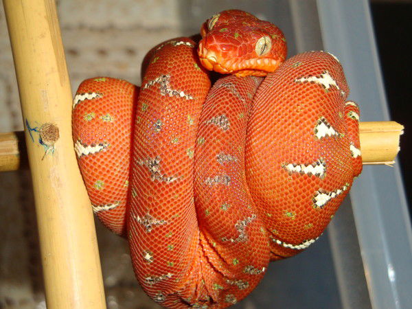 Наталья Ришт