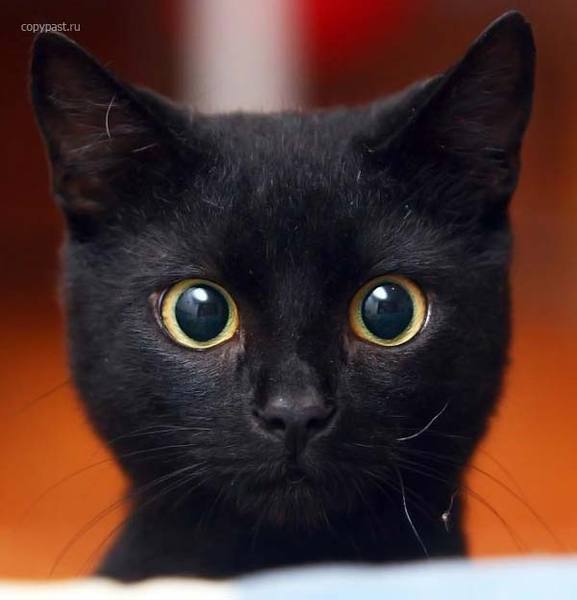 Светлана Туманина