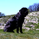 Max Max
