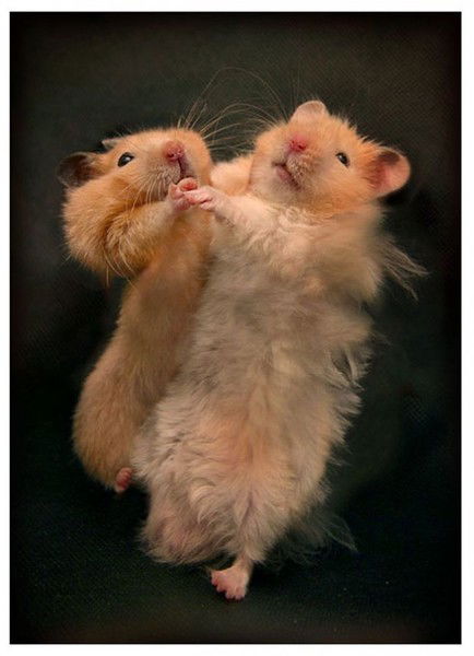 Эвелина Аверс