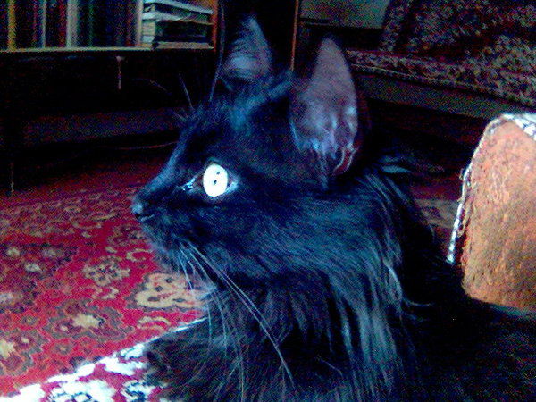 Александр Альников