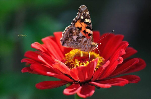 Галина Досумова