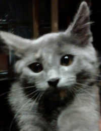 Екатерина Мирошниченко