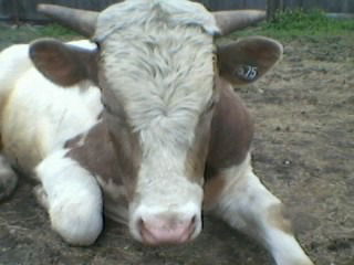 Игорь Рыбалко