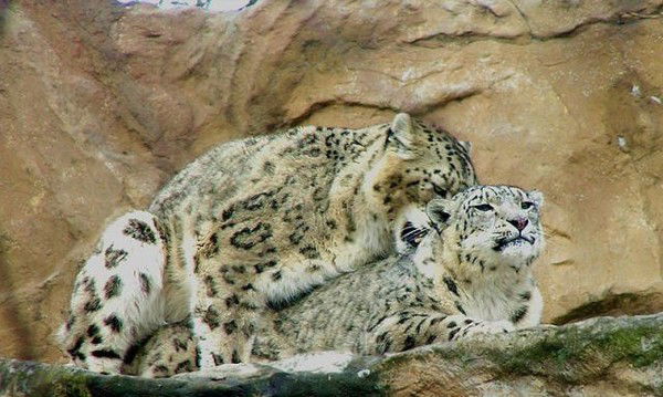 Владимир Рыбаков