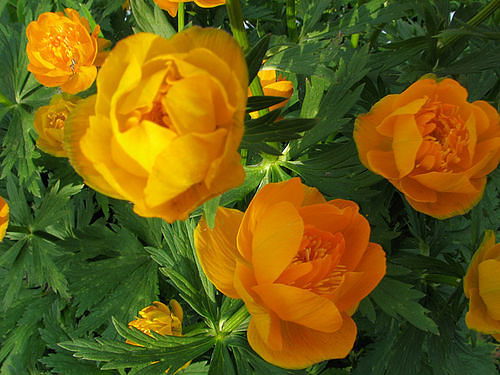 Лариса Гречка