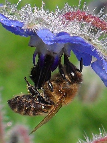 Ирина Приходько