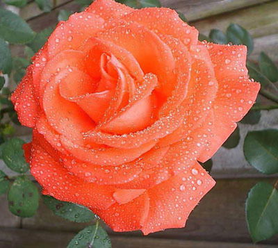 Наталия Савинова