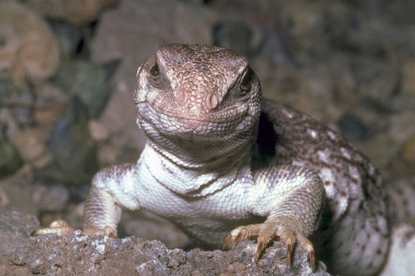 Андрей Михайлов