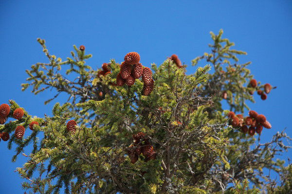Анастасия Стефанова